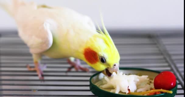 Χαριτωμένο Αρσενικό Κίτρινο Παπαγάλος Cockatiel Τρώει Βραστό Ρύζι Από Καπάκι — Αρχείο Βίντεο