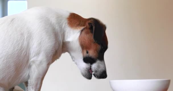 有趣的杰克 鲁塞尔 咀嚼最喜欢的黄瓜 宠物狗护理和训练 — 图库视频影像