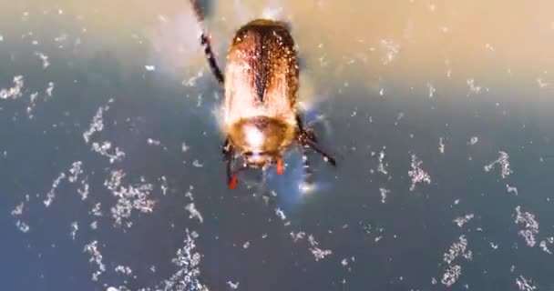 Swimming Beetle Swims Water Pond Environmental Animal Protection — Stock Video