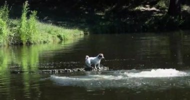 Jack Russell Terr köpekli kız ve erkek köprüden göle atlıyorlar. Yaz tatilinde sabah antrenmanı, izci kampı. Aile bütünlüğü