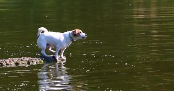 Wet Jack Russell Terrier Uma Ponte Pedra Sobre Cascas Lago — Vídeo de Stock