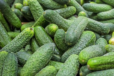 Yeşil taze salatalık arkaplanı. Çiftçilik