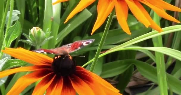 Πεταλούδα Χελιδόνια Κάθεται Ένα Κίτρινο Λουλούδι Της Rudbeckia Goldsturm Που — Αρχείο Βίντεο