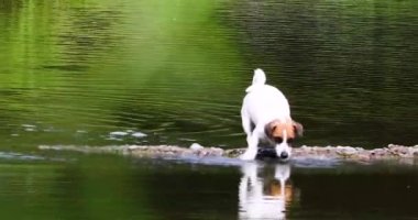 Komik yoldaş köpek Jack Russell Terrier köprüde suda esinti yakalar. Yürü