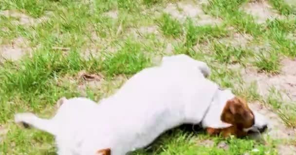 かわいいジャックラッセルテリア 入浴後に草の上に乾燥するコンパニオンドッグ ウォークス — ストック動画