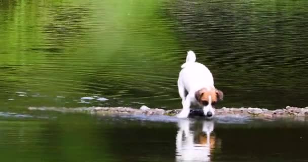 Vicces Társ Kutya Jack Russell Terrier Elkapja Szellő Vízben Hídon — Stock videók