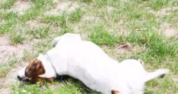 可爱的杰克鲁塞尔犬 伙伴犬洗澡后在草地上晒干 周末散步 — 图库视频影像