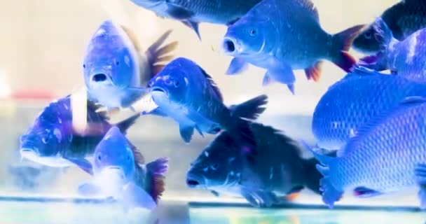 Peixes Arge Carpa Nadar Aquário Apertado Supermercado Azul Iluminado — Vídeo de Stock