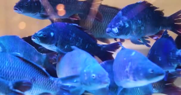 Enorme Karper Vissen Zwemmen Een Aquarium Een Supermarkt — Stockvideo
