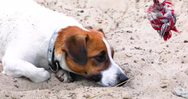 Der Kranke Jack Russell Terrier Hundebegleiter Weigert Sich Seinen Lieblingsball — Stockvideo