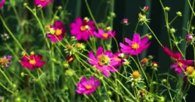 Parlak pembe ve kırmızı Csmos yeşil bir çitin yakınındaki çiçek tarhında çiçek açar. Büyüyen çiçekler ve hastalıkları, manzara tasarımı