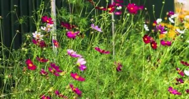 Parlak pembe ve kırmızı Csmos yeşil bir çitin yakınındaki çiçek tarhında çiçek açar. Büyüyen çiçekler ve hastalıkları, manzara tasarımı