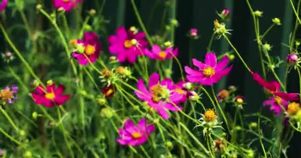 Bright Pink Red Csmos Flowers Flower Bed Green Fence Growing — Stock Video