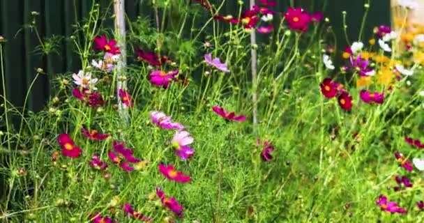明るいピンクと赤のコスモスは緑のフェンスの近くの花壇で花を咲かせています 花と病気 風景デザインを育てる — ストック動画