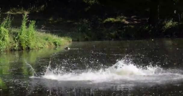 아이들은 화창한 아침에 호수에 다리에서 — 비디오