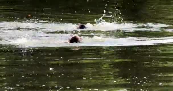 Дети Плавают Спинах Дистилляции Озере Летний День — стоковое видео