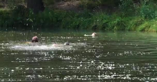 Dziewczyna Chłopiec Pływają Nad Jeziorem Psem Urlop Szkolny — Wideo stockowe