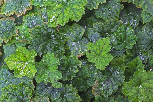 Yaşayan Yeşil Yaprakların Doğal Yeşil Arka Planı Yağmurdan Islanmış — Stok fotoğraf