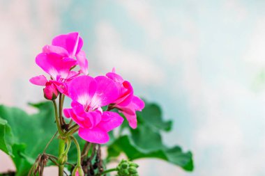 Açık arkaplanda pembe sardunya çiçekleri. Bahçe ve mutfak bahçesi, büyüyen ev ve bahçe çiçekleri