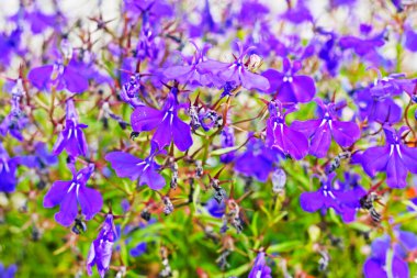 Mor mor menekşe çiçeklerinin güzel arkaplanı