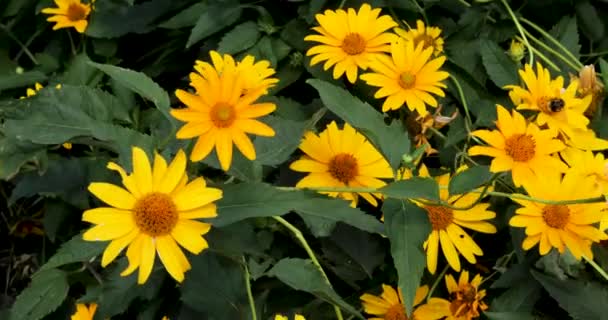 バンブルビーは晴れた日に黄色いルデベキアの花から花粉を集めます — ストック動画