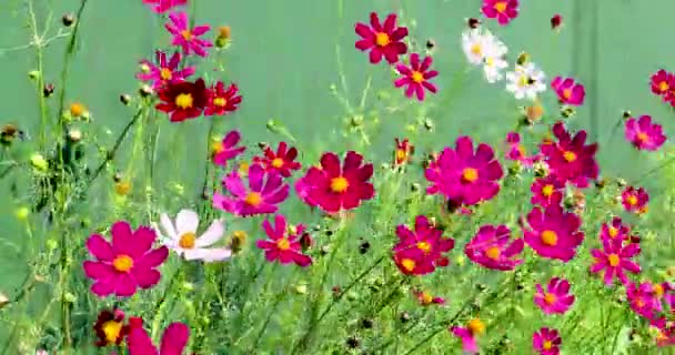 Wielokolorowe Piękne Kwiaty Kosmetyczne Zielonym Tle Kołysać Się Wietrze — Wideo stockowe
