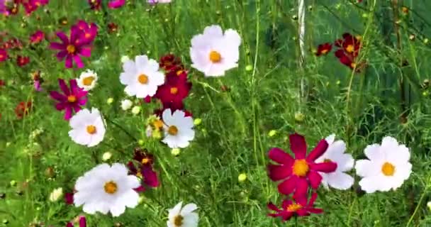 Різнокольорові Красиві Кокосові Квіти Зеленому Фоні Шлюпки Вітрі — стокове відео