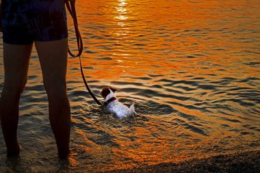 Jack Russell Terrier gün batımında denizde yüzer. seyahat ve evcil hayvan bakımı