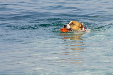 Jack Russell Terrier denizde turuncu bir topla yüzer. Evcil hayvanlara bakmak ve eğitmek