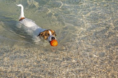 Jack Russell Terrier bir turuncu topla denize yüzer ve kumandayla sahile gider. Eğitim