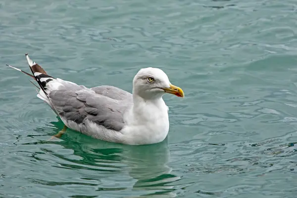 swimming seagull in a clear clean sea before a storm
