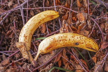 Kuru ağaç dallarında iki muz. boş bir günde piknik