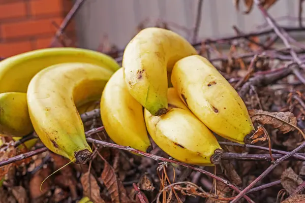 Bananas Galhos Árvore Secos Piquenique Num Dia Folga — Fotografia de Stock