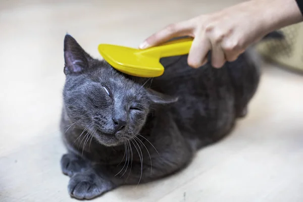 combing the hair of an American Burmese cat with a comb. Caring for pets