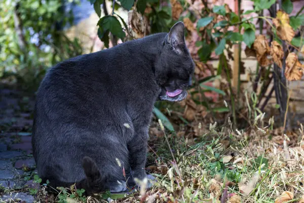 blue American Burmese cat licks his paws with his tongue on a sunny day