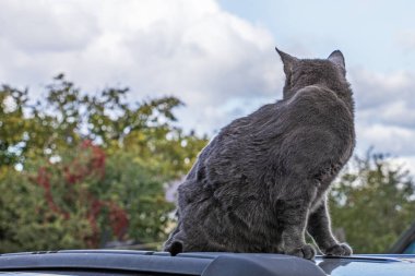 Mavi Amerikan Birman kedisi dışarıda siyah bir arabanın çatısında sırtı dönük oturuyor.
