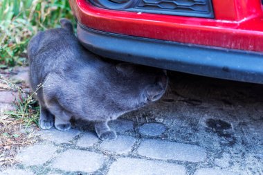 Mavi Amerikan Birman kedisi güneşli bir günde kırmızı bir arabanın tamponunu koklar.