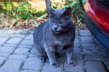 Mavi Amerikan Birman kedisi güneşli bir günde kırmızı bir arabanın tamponunu koklar.
