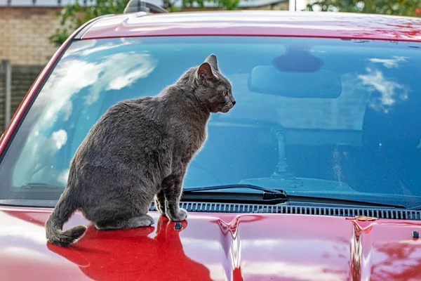 blue American Burmese cat sits on the soot of a red car. taking care of pets