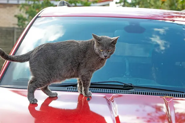 blue American Burmese cat sits on the soot of a red car. taking care of pets