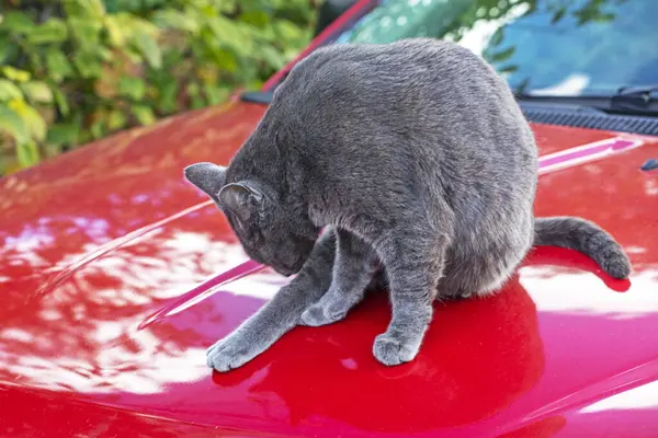 blue American Burmese cat sits on the soot of a red car and washes itself. taking care of pets