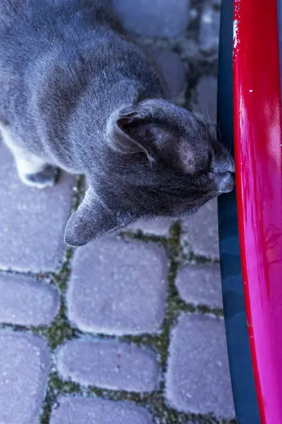 blue American Burmese cat sniffs the bumper near a red car on a sunny day