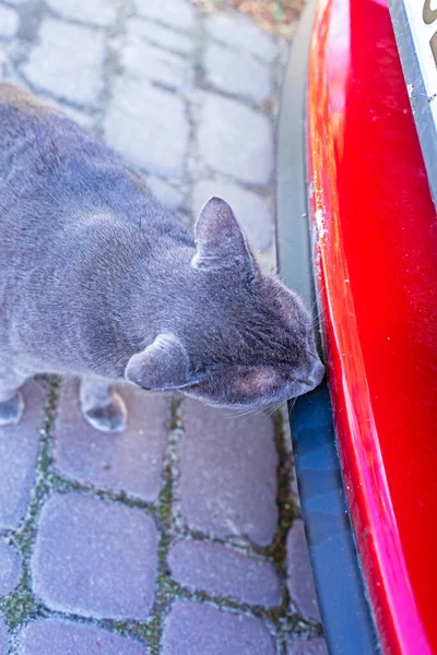 blue American Burmese cat sniffs the bumper near a red car on a sunny day