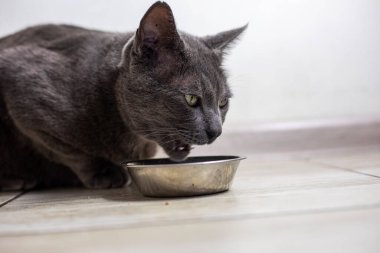 Amerikan Birman kedisi mutfakta kuru yiyecekler yer. hayvan bakımı