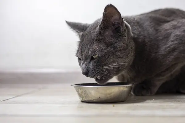 American Burmese cat eats dry food in the kitchen. pet care