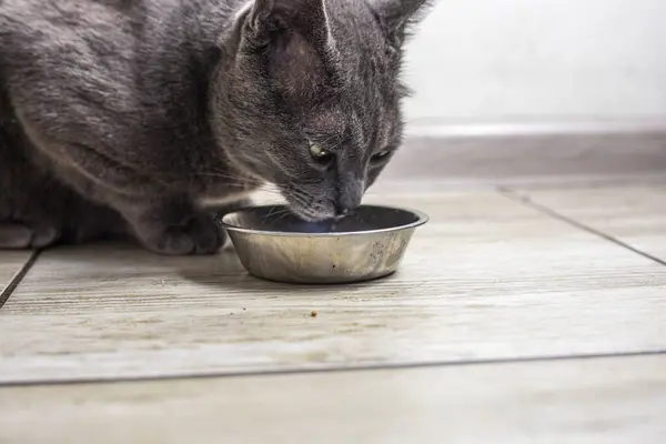 American Burmese cat eats dry food in the kitchen. pet care