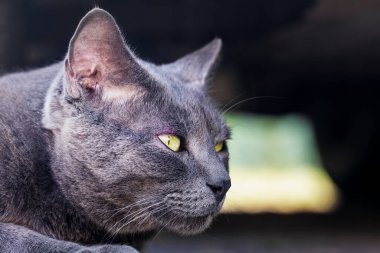 Yakından çekilen gri kedi profil avı için dışarıda bir kuş arıyor.