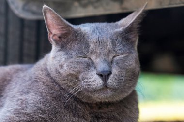 Kapalı gözlü, kapalı ağızlıklı, gri kedi.