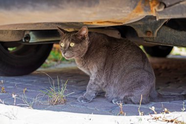 Mavi Amerikan Birman kedisi Bir arabanın tamponunun altında oturuyor