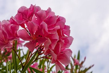 Olendra vulgaris rosea çiçekleri. Bahçe. çiçek hastalıkları